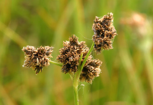 Imagem de Scirpus congdonii Britton