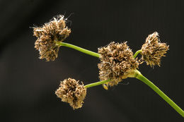 Imagem de Scirpus congdonii Britton