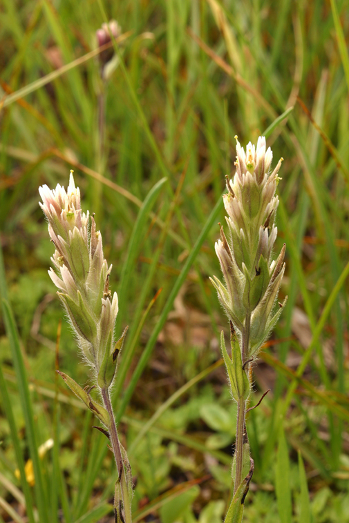 Image of Lemmon's Indian paintbrush