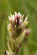 Image of Lemmon's Indian paintbrush