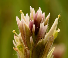 Image of Lemmon's Indian paintbrush