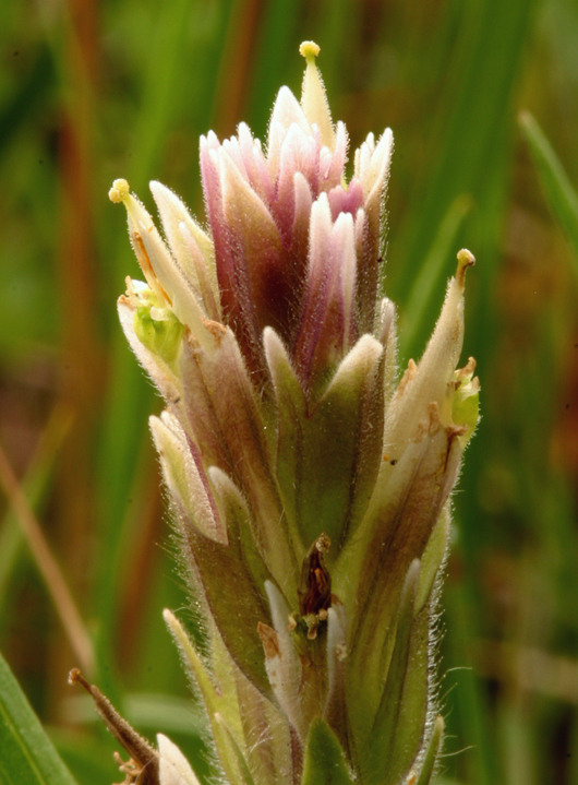 Image of Lemmon's Indian paintbrush