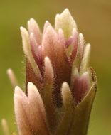 Image of Lemmon's Indian paintbrush