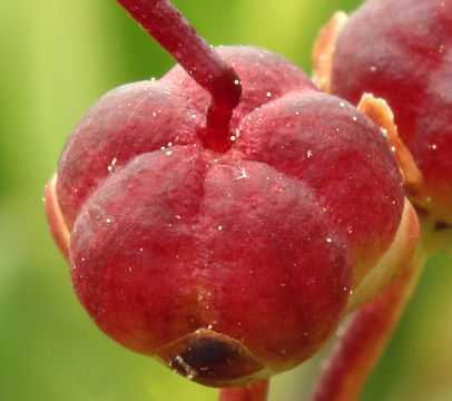 Image of <i>Kalmia polifolia</i> var. <i>microphylla</i>