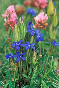 Image of Gentiana utriculosa L.