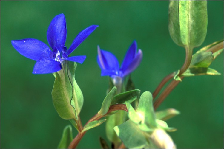 Image of Gentiana utriculosa L.