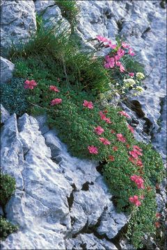 Image de Potentilla nitida L.