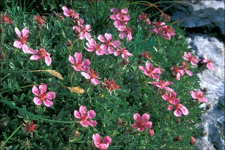 Image de Potentilla nitida L.