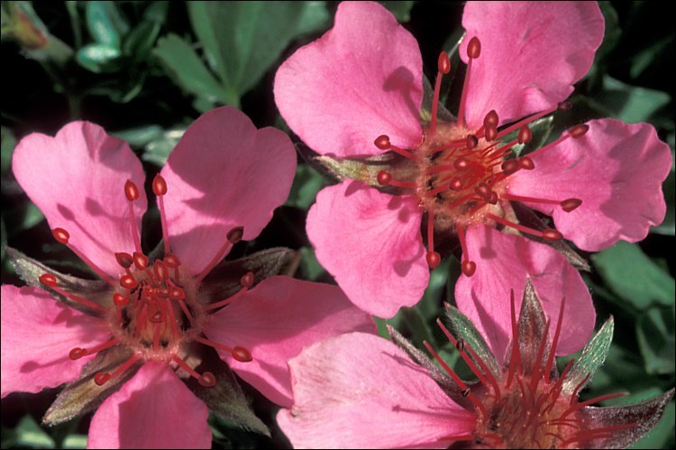 Image de Potentilla nitida L.