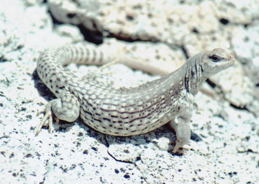 Image of Northern Desert Iguana