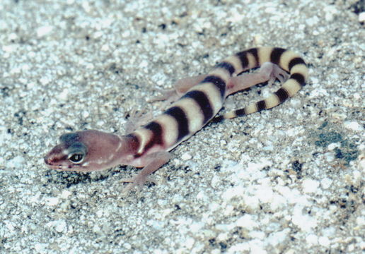 Image of Western Banded Gecko