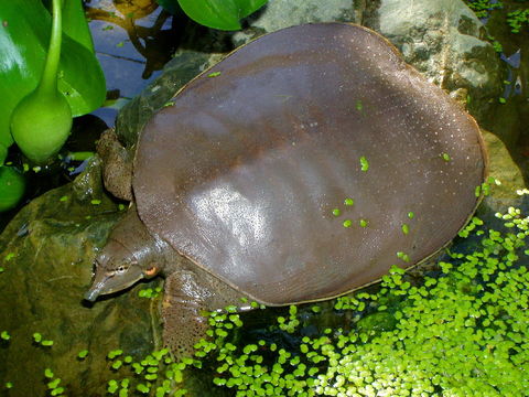 Image of Spiny Softshell