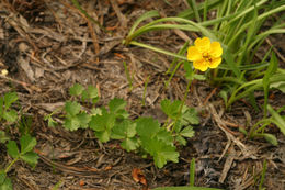 Image of high mountain cinquefoil