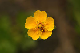 Image of high mountain cinquefoil