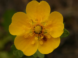 Image of high mountain cinquefoil