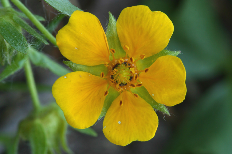 Image of high mountain cinquefoil