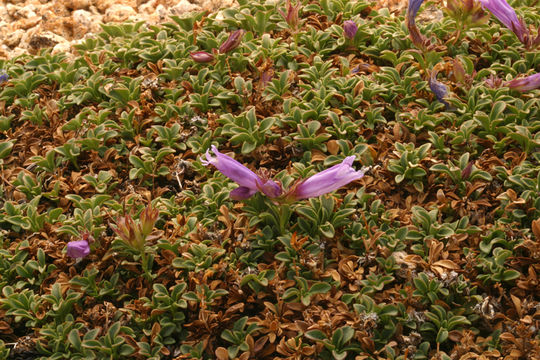 Image of Davidson's penstemon