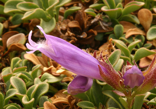 Image of Davidson's penstemon