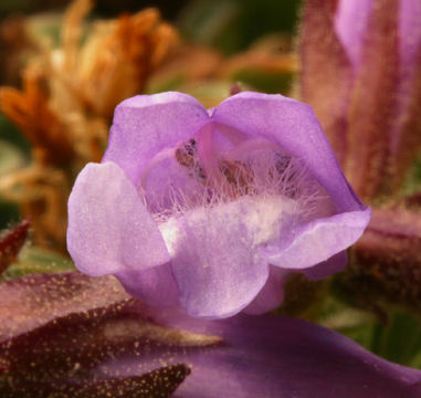 Image of Davidson's penstemon