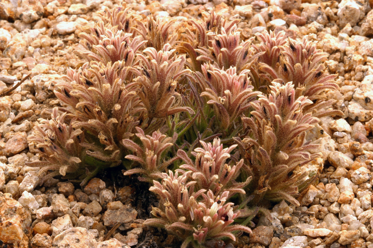 Image of dwarf alpine Indian paintbrush