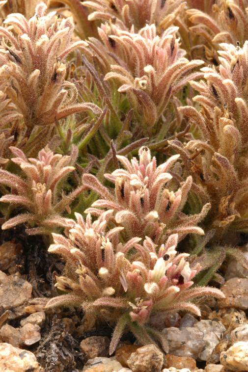 Image of dwarf alpine Indian paintbrush