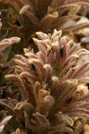 Image of dwarf alpine Indian paintbrush