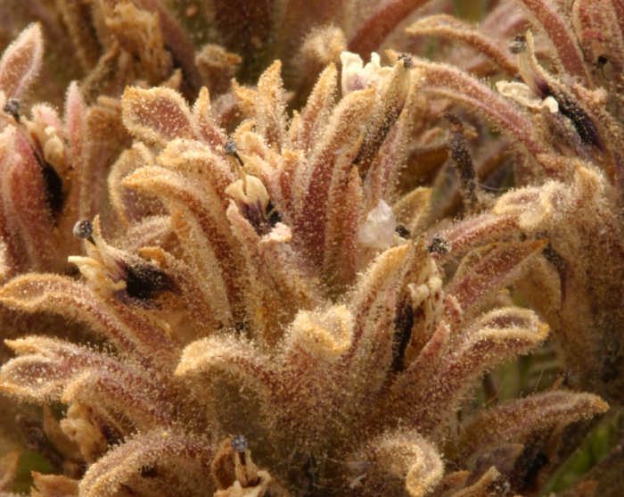 Image of dwarf alpine Indian paintbrush