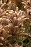 Image of dwarf alpine Indian paintbrush