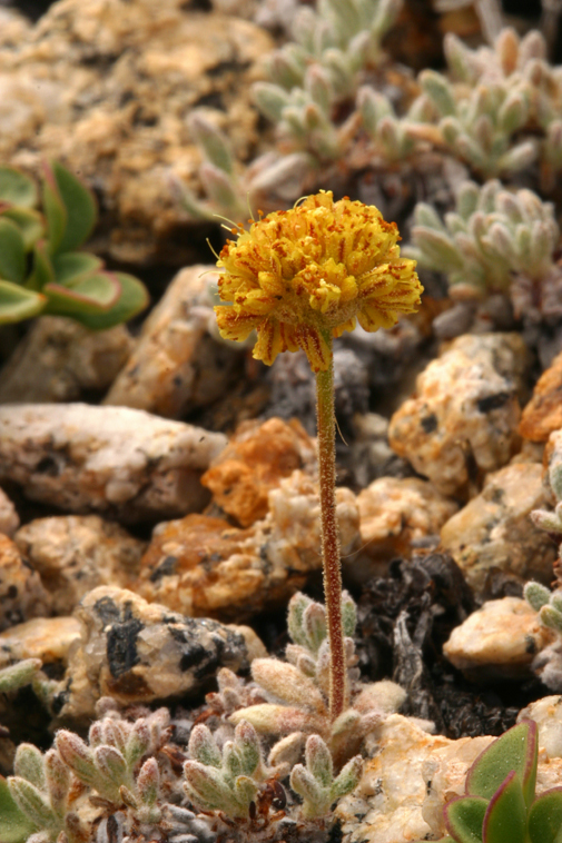 Image of rosy buckwheat