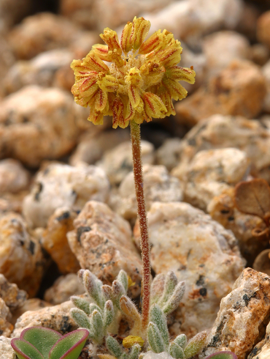 Image of rosy buckwheat