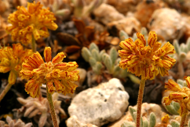 Image of rosy buckwheat