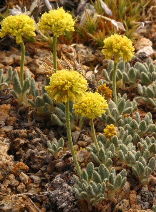 Image of rosy buckwheat