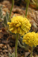 Image of rosy buckwheat