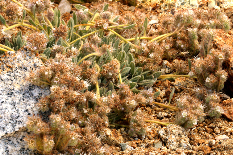 Image of compact phacelia