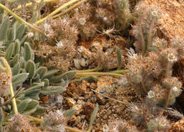 Image of compact phacelia