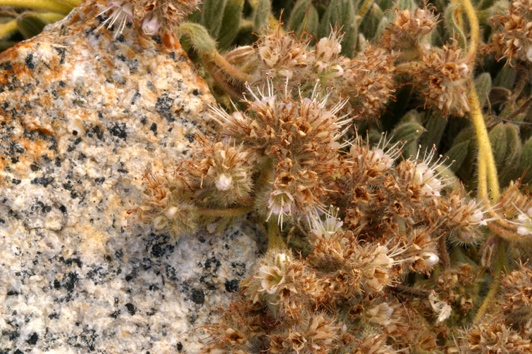 Image of compact phacelia