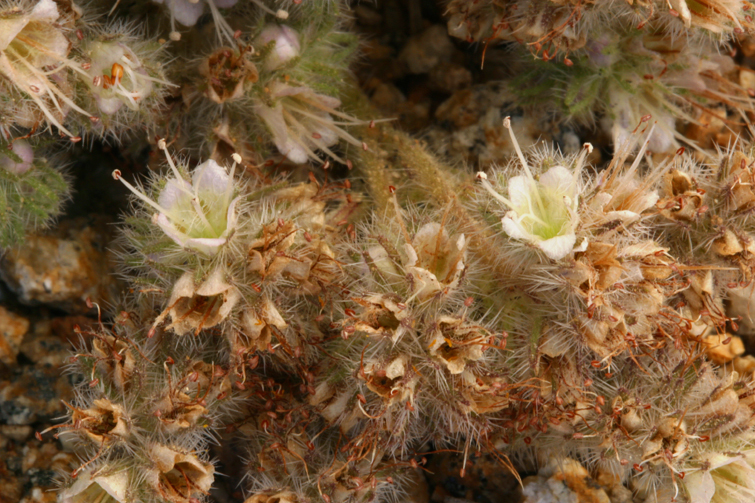 Image of compact phacelia