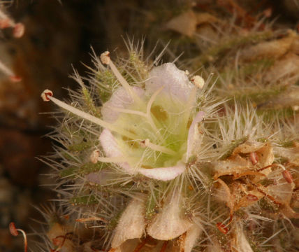 Image of compact phacelia