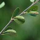 Image of bog birch
