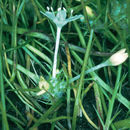 Image of Myers' Pincushion-Plant