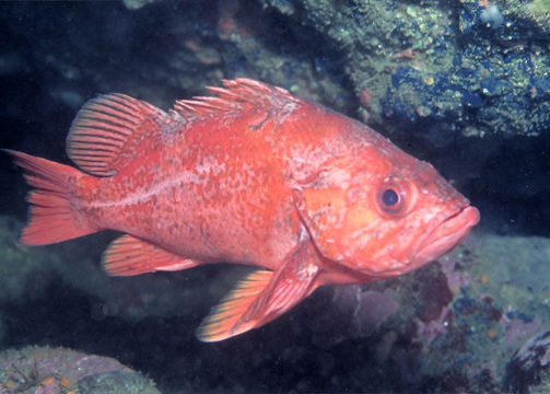 Image of Vermilion rockfish