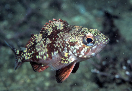 Image of Vermilion rockfish