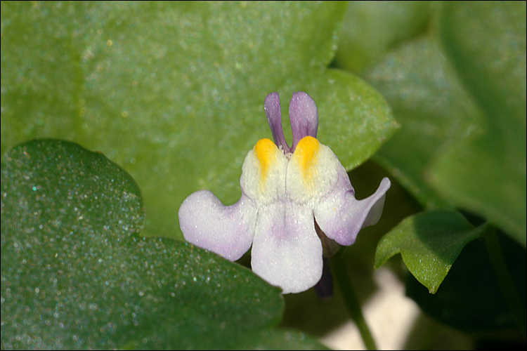 Image of Ivy-leaved Toadflax