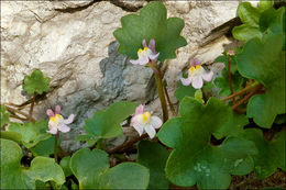 Image of Ivy-leaved Toadflax