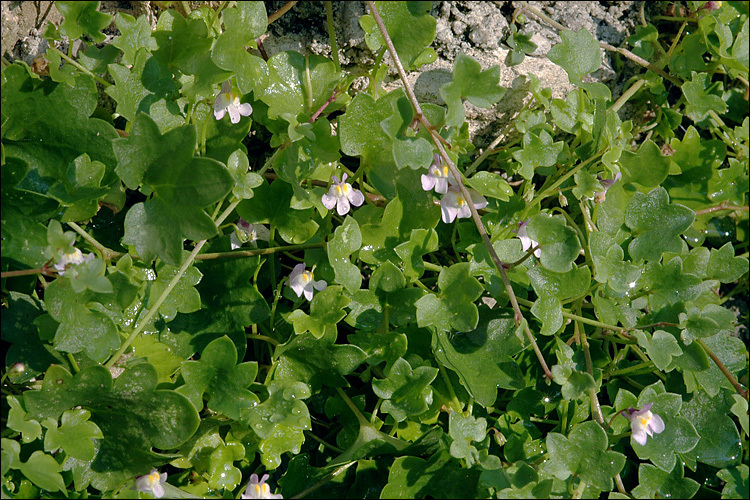 Image of Ivy-leaved Toadflax