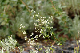 Plancia ëd Galium multiflorum Kellogg