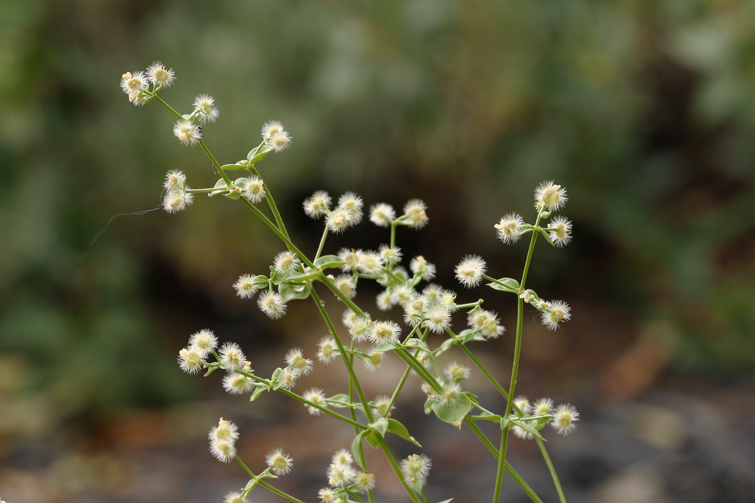 Plancia ëd Galium multiflorum Kellogg