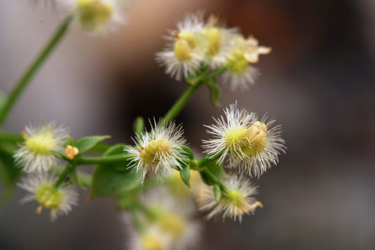 Plancia ëd Galium multiflorum Kellogg