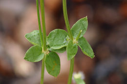 Plancia ëd Galium multiflorum Kellogg