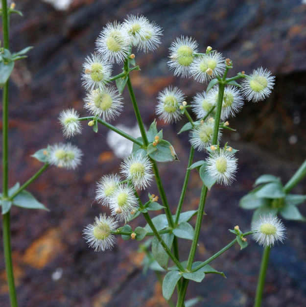 Plancia ëd Galium multiflorum Kellogg